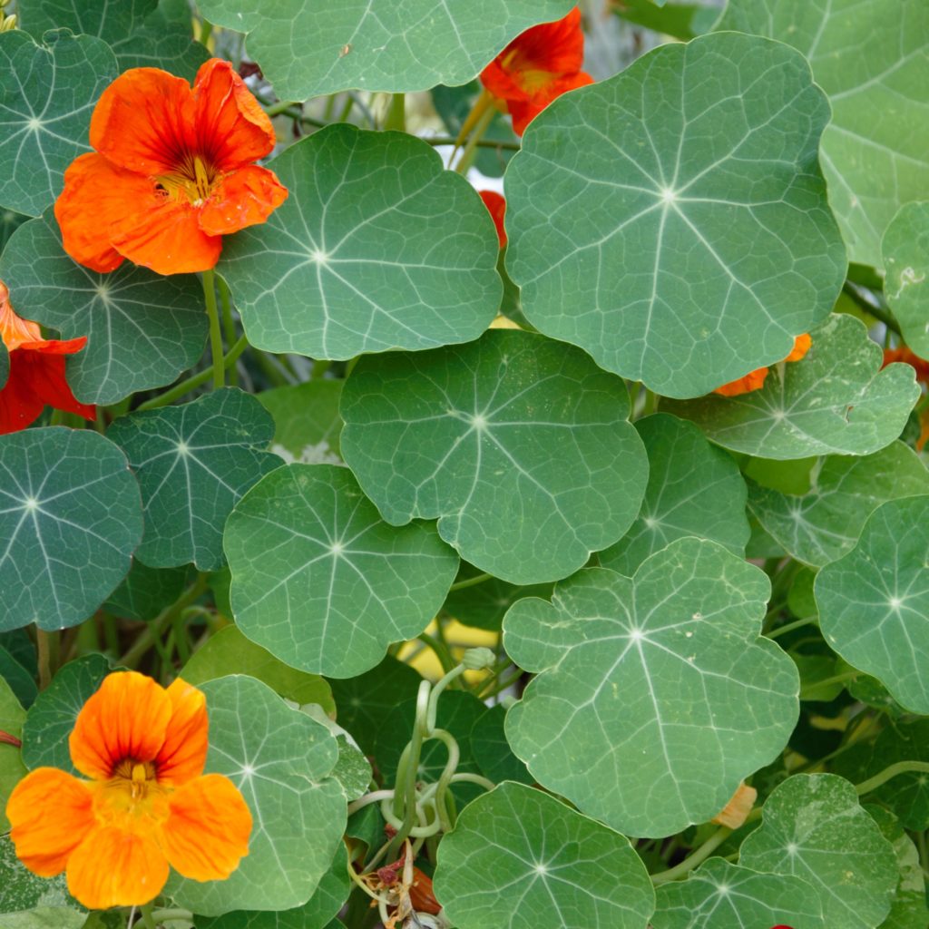 Kapuzinerkresse, niedrig Tropaeolum majus Kräuterei BiolandGärtnerei