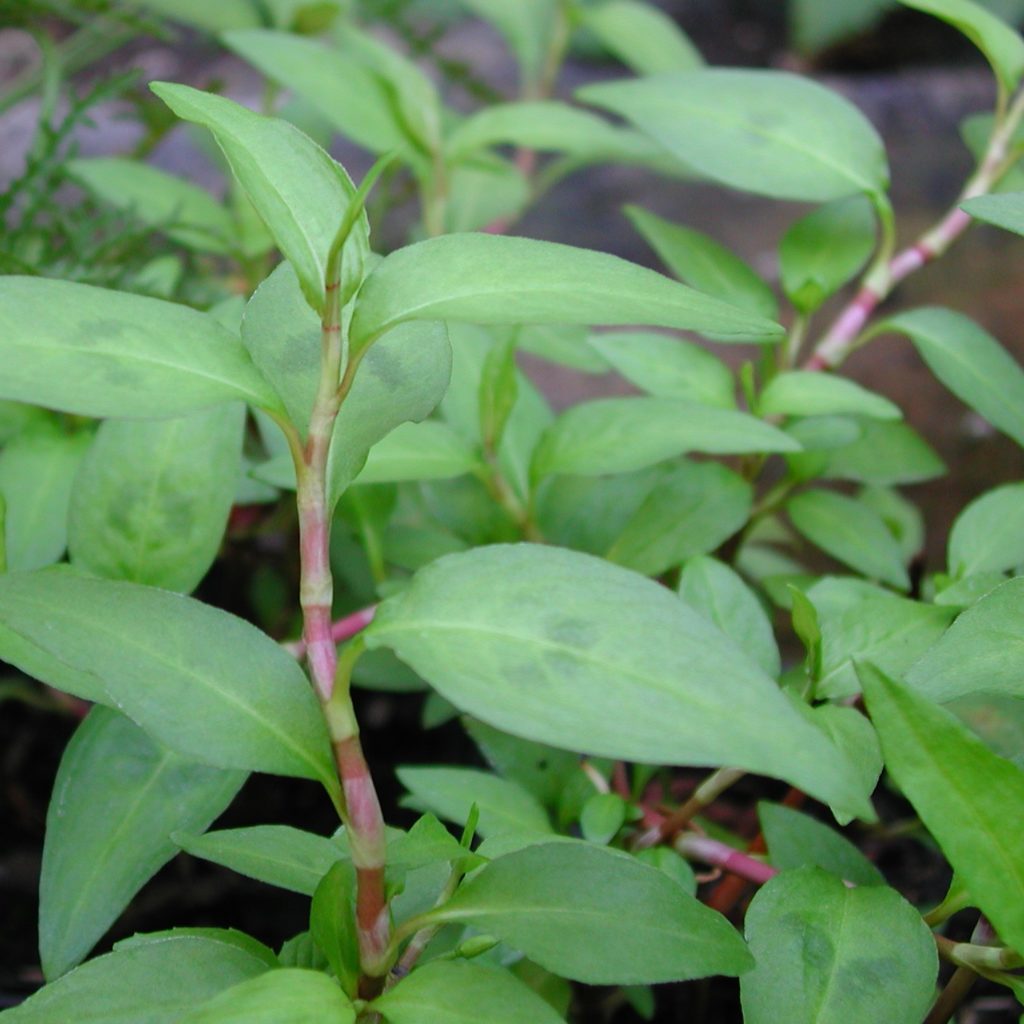 Vietnamesischer Koriander - Persicaria odoratum - Kräuterei - Bioland ...