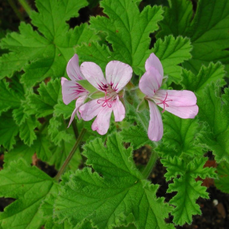 Attar of roses пеларгония фото