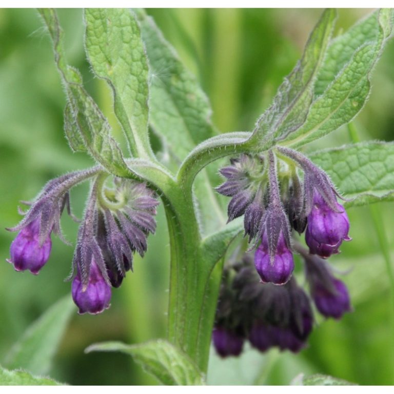 Beinwell Symphytum officinale Kräuterei BiolandGärtnerei