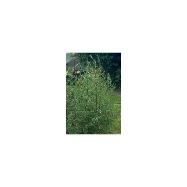 Beifuß, Beifuss - Artemisia vulgaris