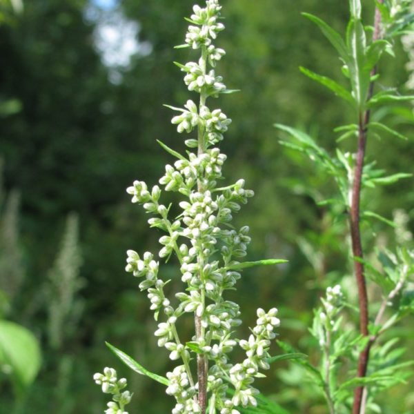 Beifuß, Beifuss - Artemisia vulgaris