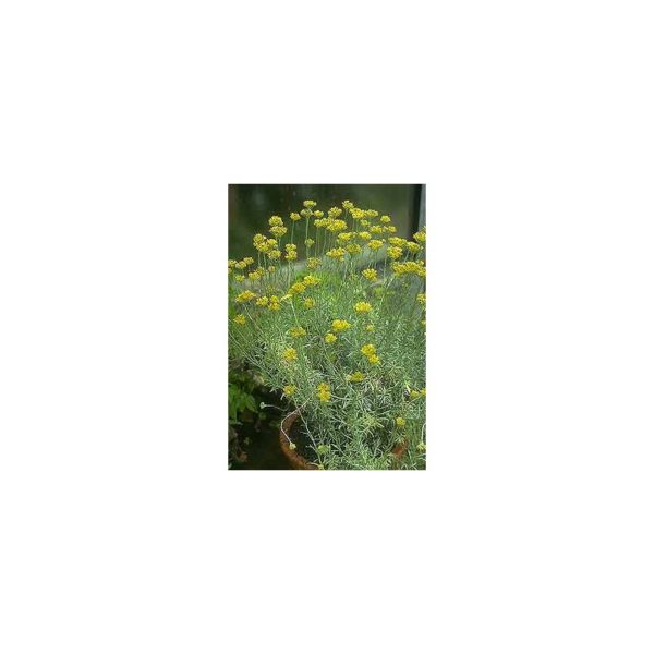 Currykraut - Helichrysum angustifolium