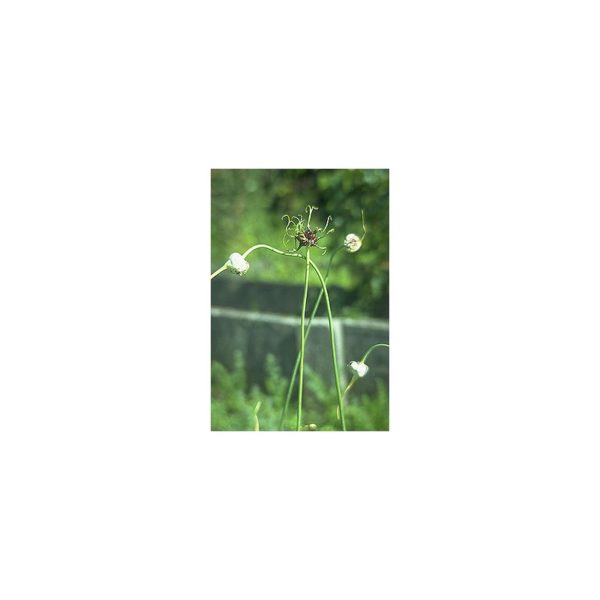 Luftzwiebel, Catawissa, Kronenzwiebel, Etagenzwiebel - Allium cepa v. proliferum