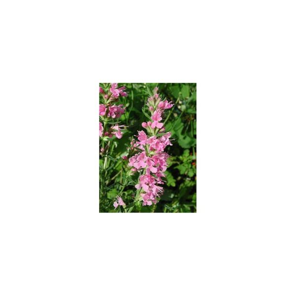 Ysop, rosa - Hyssopus officinalis 'Rosea'
