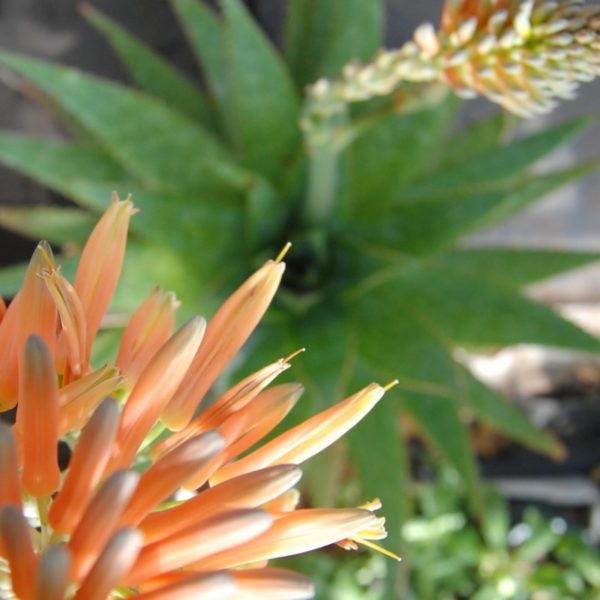 Worauf Sie zu Hause bei der Auswahl der Aloe vera barbadensis Acht geben sollten