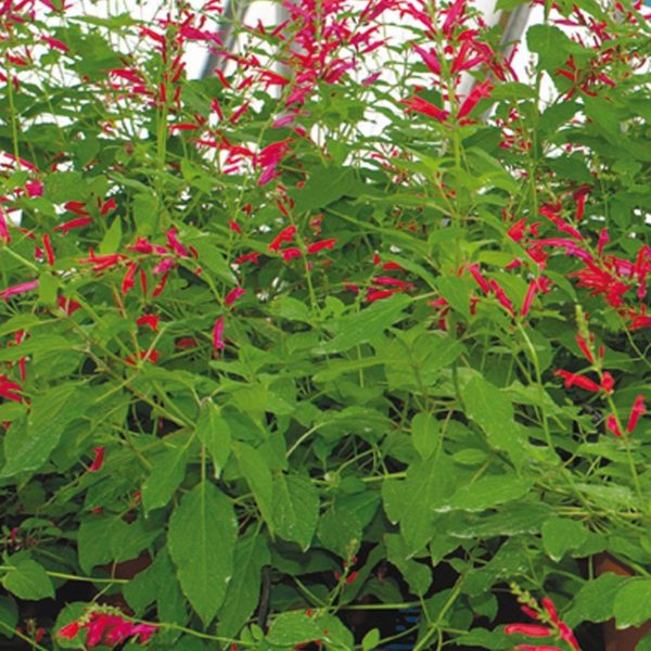 Ananassalbei - Salvia rutilans