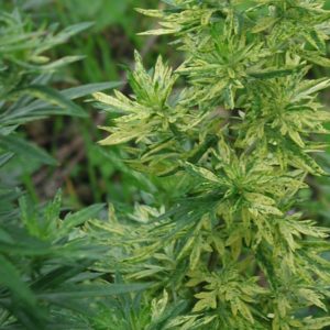 Beifuß, Beifuss 'Limelight' - Artemisia vulgaris 'Limelight'