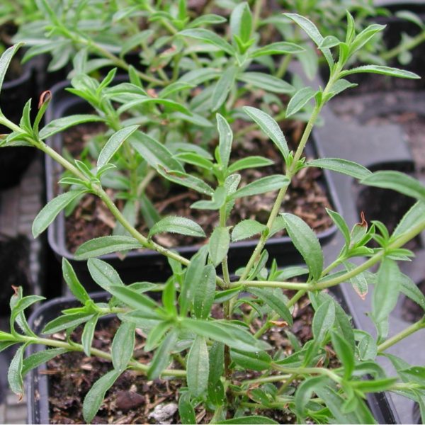 Bergbohnenkraut, zitronig - Satureja montana ssp. citriodora