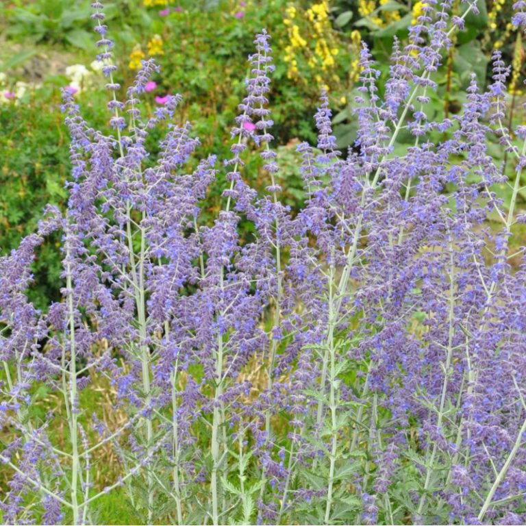 Blauraute, Silberstrauch, russischer Salbei Perovskia abrotanifolia