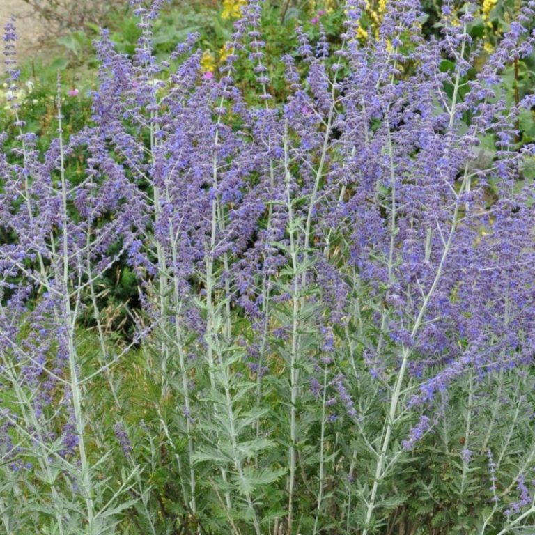 Blauraute, Silberstrauch, russischer Salbei Perovskia abrotanifolia