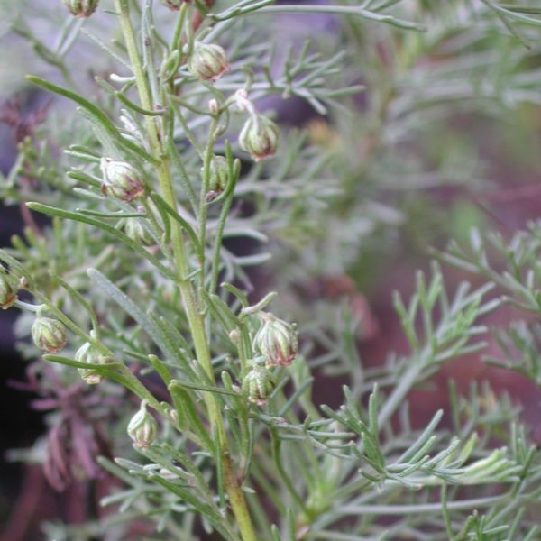 Eberraute, Kampfer - Kampfereberraute - Artemisia abrotanum var. camphorata