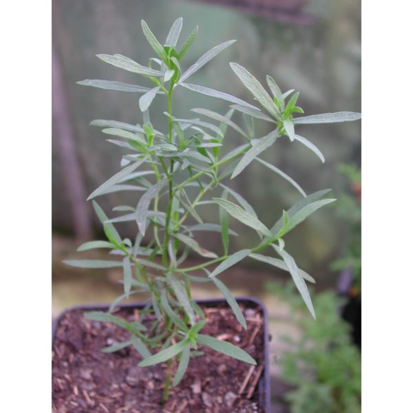 Estragon, thüringischer - Artemisia dracunculus var. sativa
