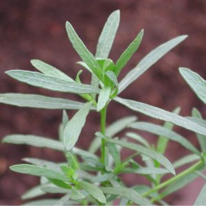 Estragon, thüringischer - Artemisia dracunculus var. sativa