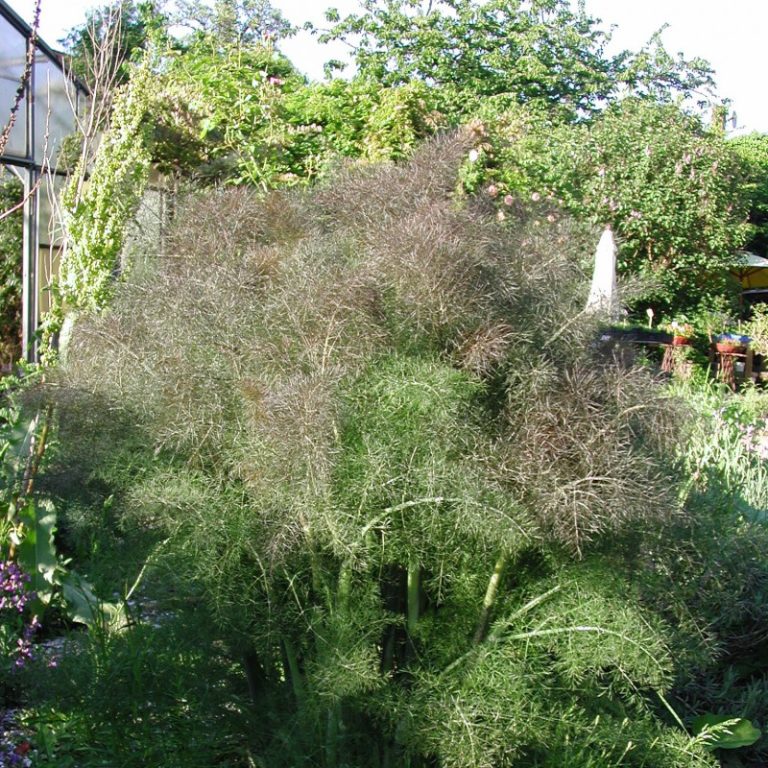 Gewürzfenchel, bronze Foeniculum vulgare 'Rubrum' Kräuterei