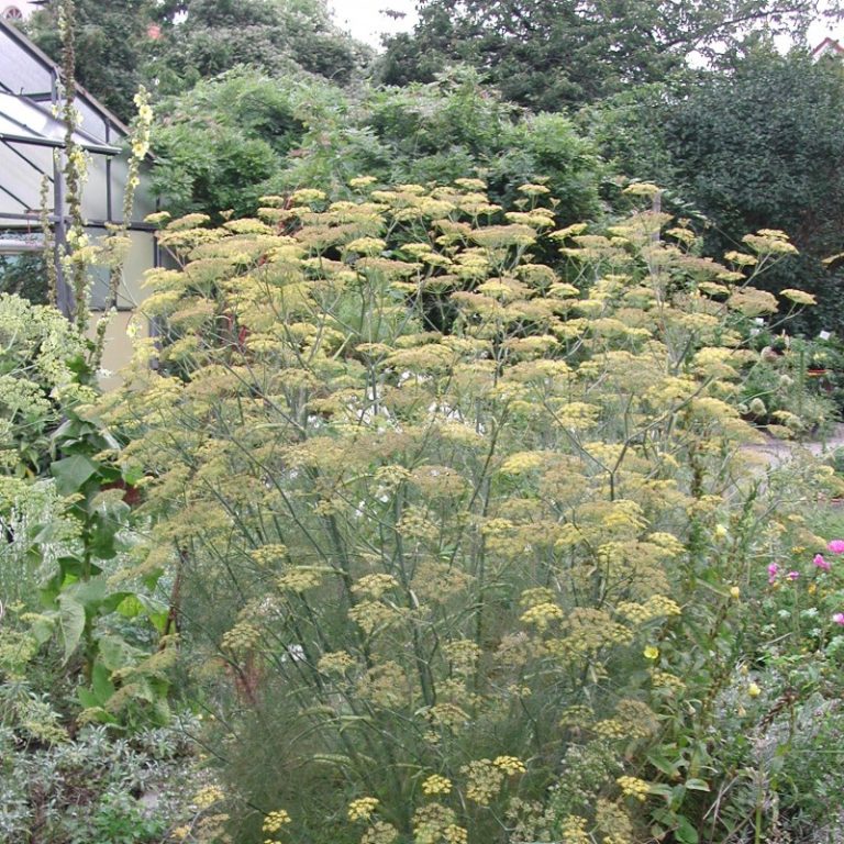 Gewürzfenchel, bronze Foeniculum vulgare 'Rubrum' Kräuterei
