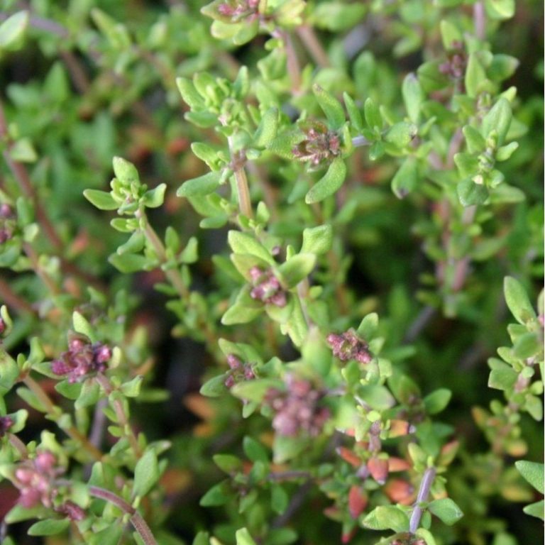Thymian Thymus vulgaris Kräuterei BiolandGärtnerei