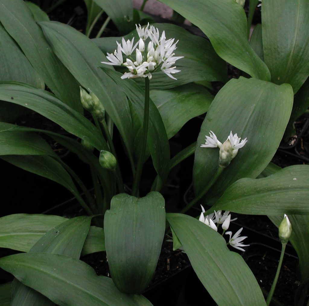 Bärlauch - Allium ursinum - Kräuterei - Bioland-Gärtnerei