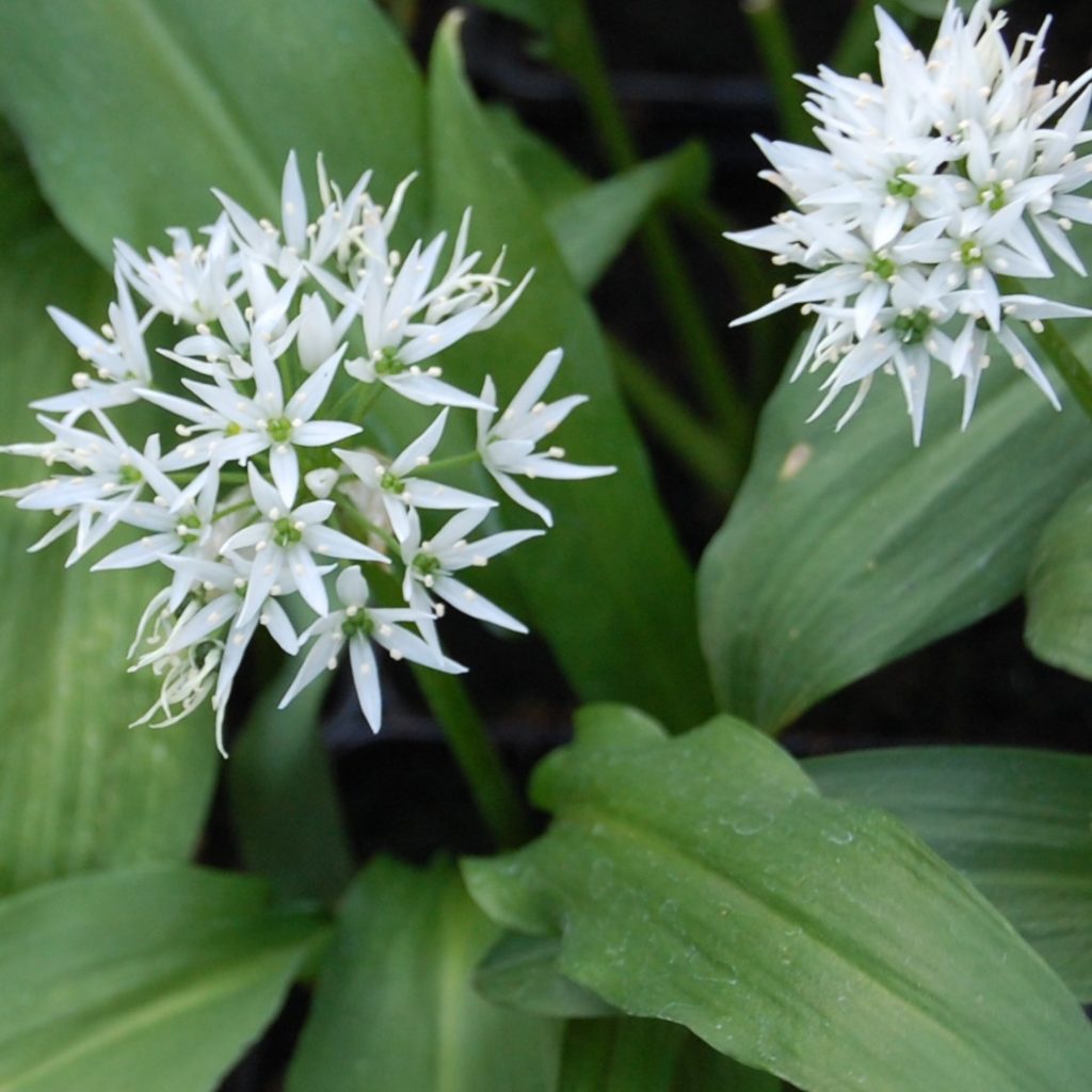 Bärlauch Allium ursinum Kräuterei BiolandGärtnerei