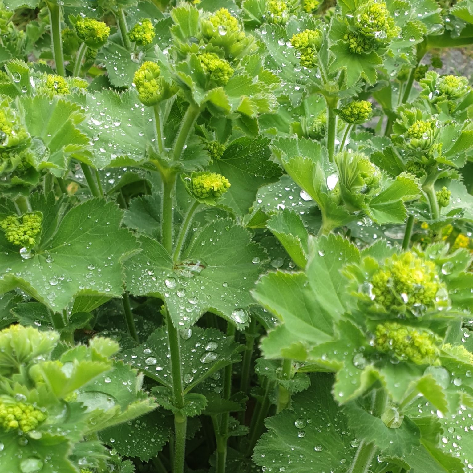 Frauenmantel, weicher Alchemilla mollis Kräuterei BiolandGärtnerei