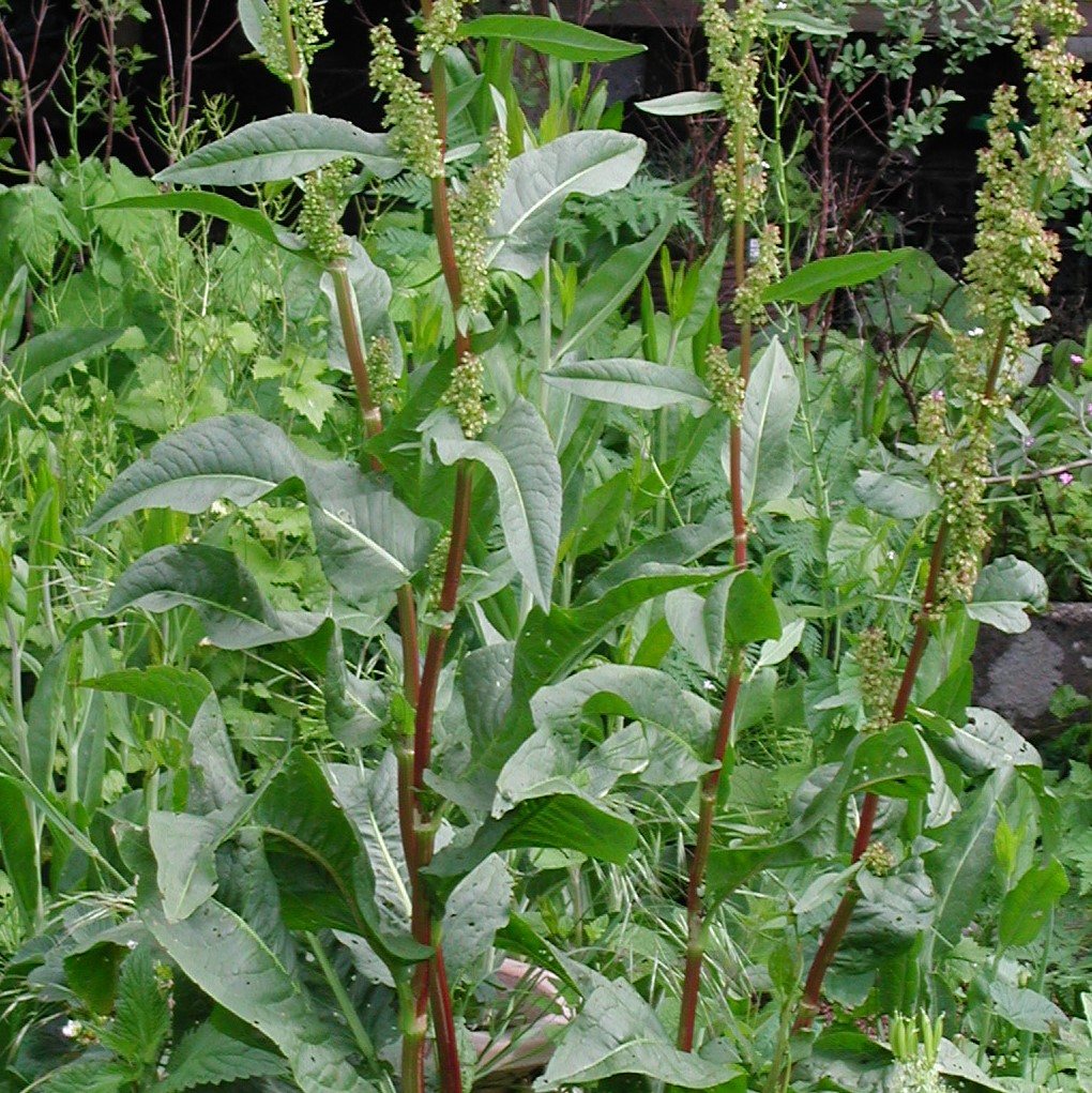 Gemüseampfer, Gartenampfer, Ewiger Spinat - Rumex patientia - Kräuterei -  Bioland-Gärtnerei