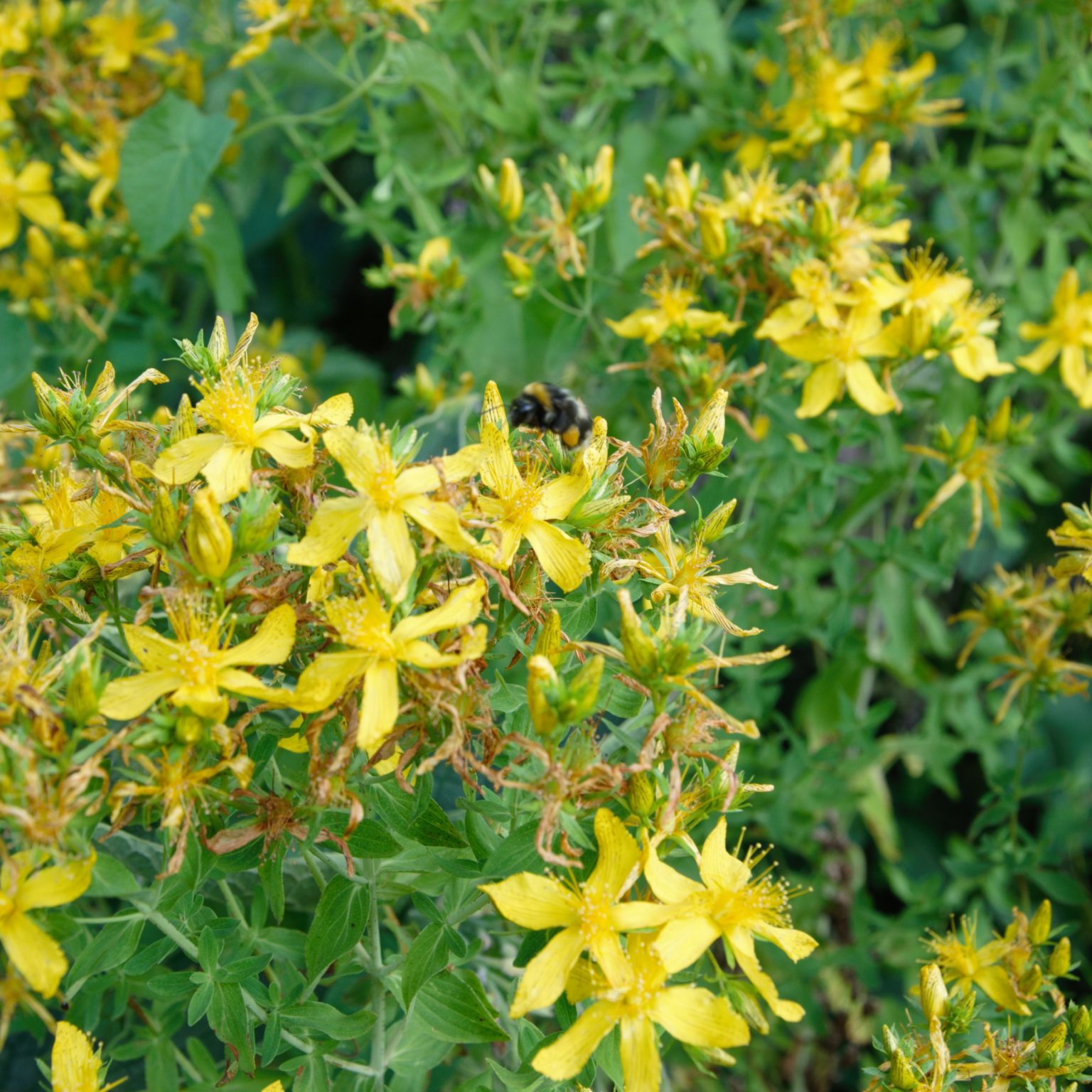 Johanniskraut - Hypericum perforatum - Kräuterei - Bioland-Gärtnerei