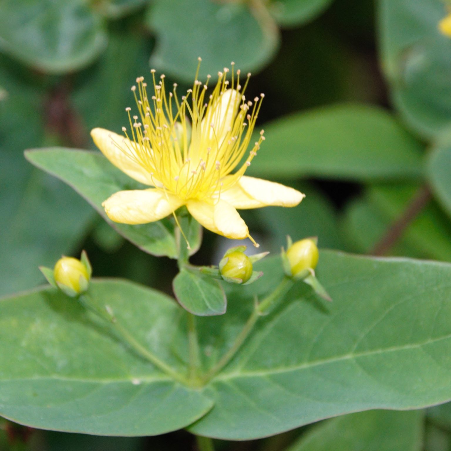ZitronenJohanniskraut Hypericum hircinum Kräuterei BiolandGärtnerei