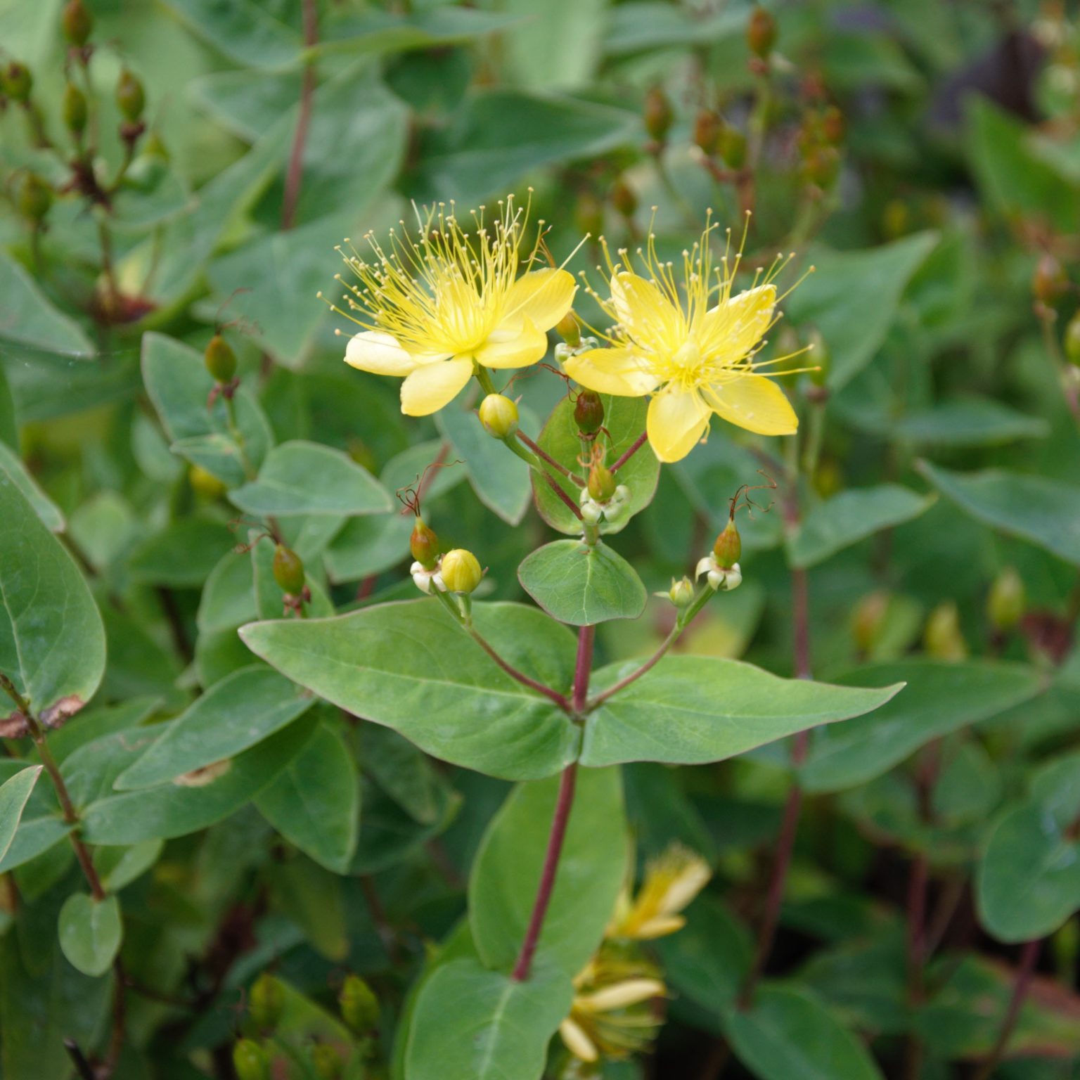 Zitronen-Johanniskraut - Hypericum hircinum - Kräuterei - Bioland-Gärtnerei