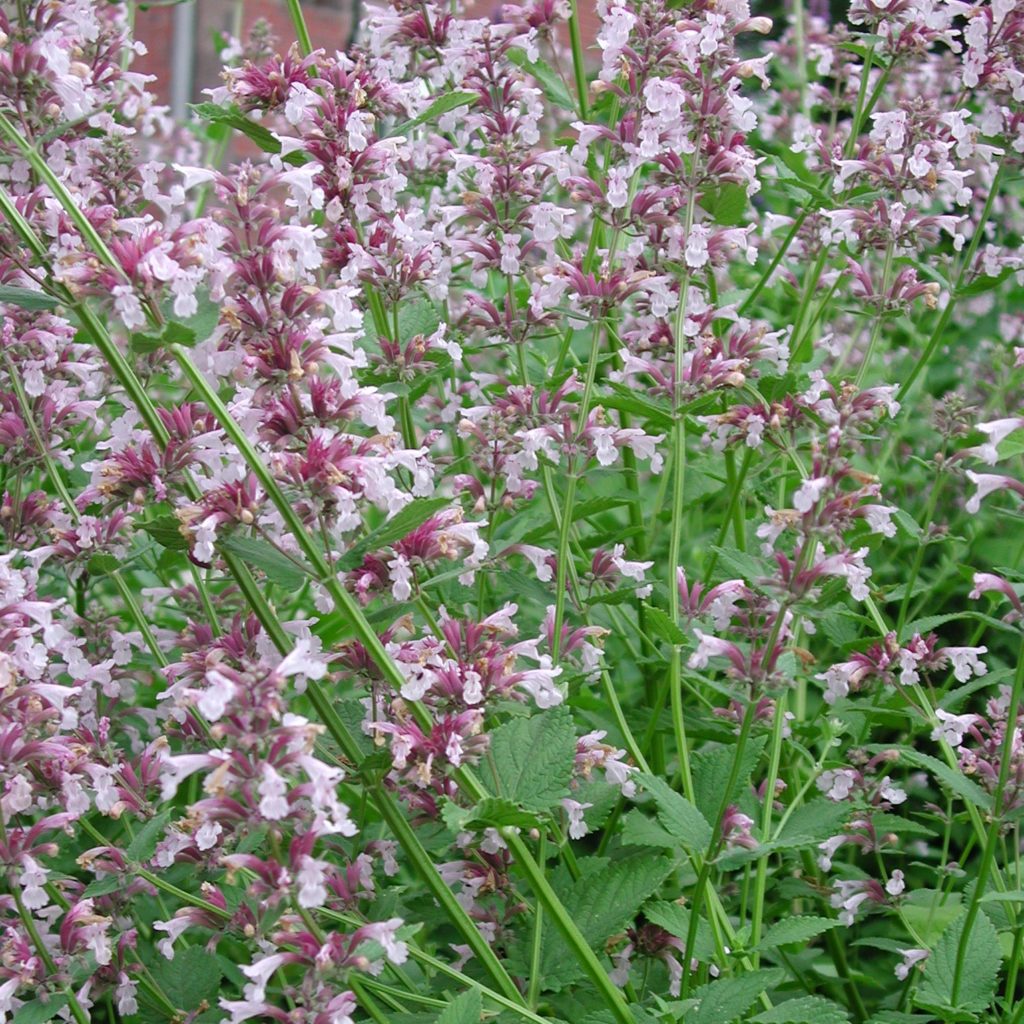 Katzenminze, rosablühend - Nepeta faassenii 'Dawn to Dusk' - Kräuterei ...