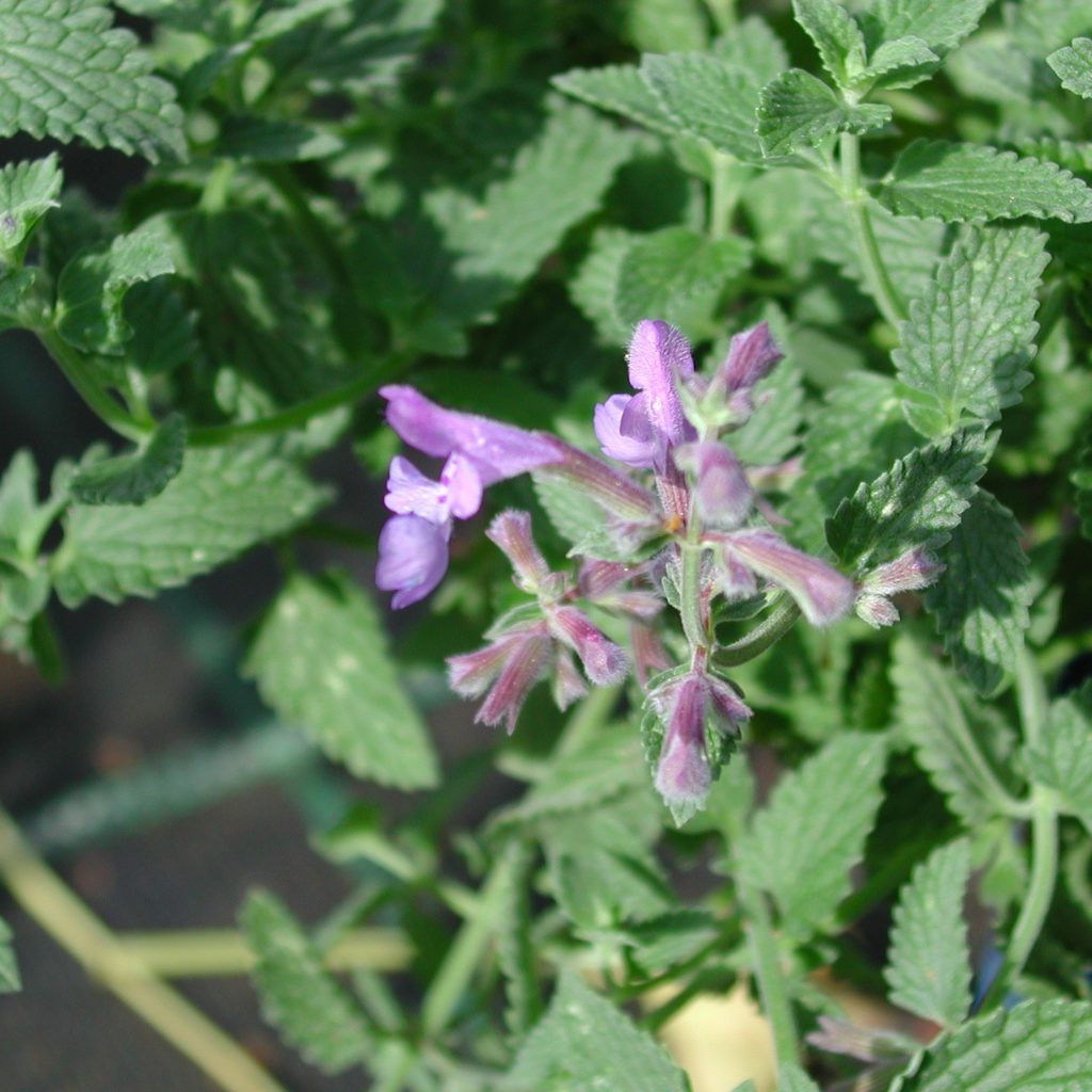 Garten-Katzenminze - Nepeta faassenii - Kräuterei - Bioland-Gärtnerei