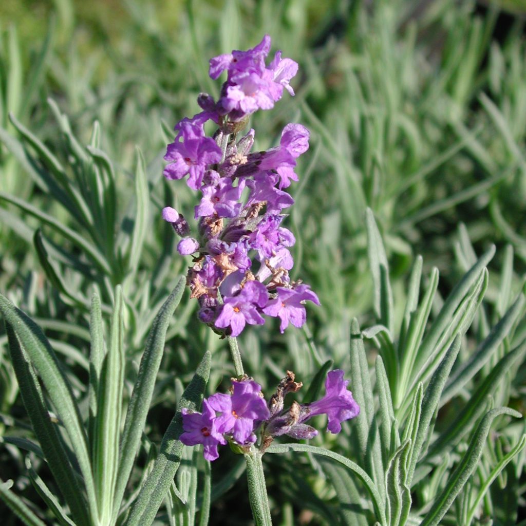 Lavendel 'Dwarf Blue' - Lavandula angustifolia 'Dwarf Blue' - Kräuterei ...
