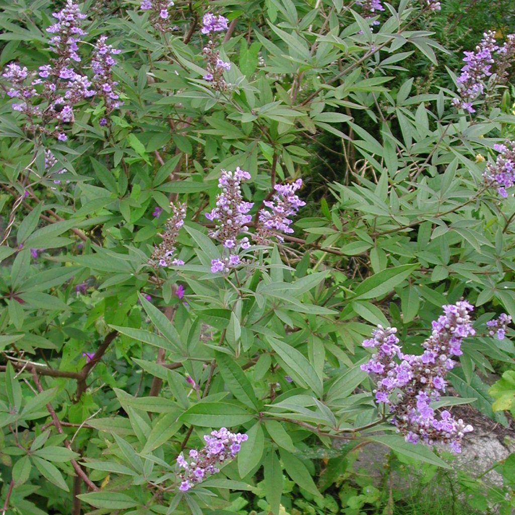Mönchspfeffer Vitex agnuscastus Kräuterei BiolandGärtnerei