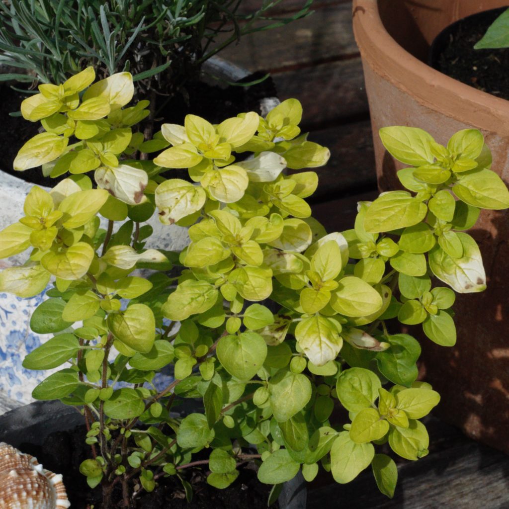 Oregano, gold Origanum vulgare 'Golden Shine' Kräuterei Bioland