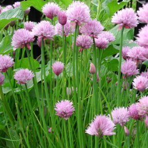 Schnittlauch Allium schoenoprasum Kräuterei BiolandGärtnerei