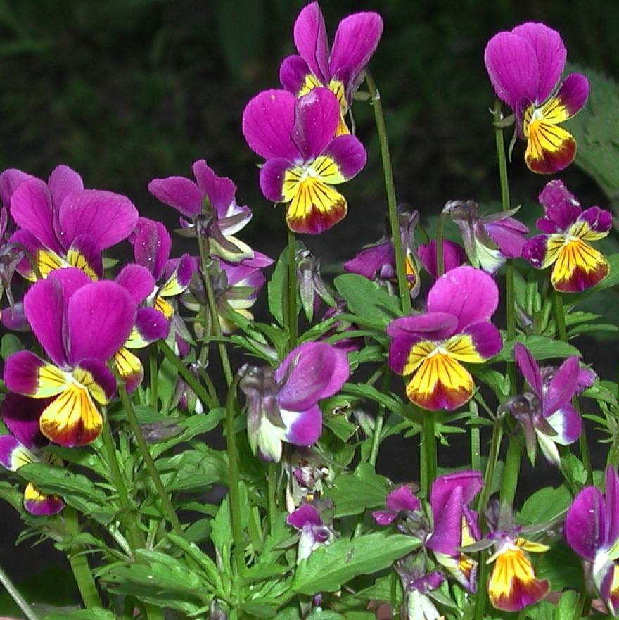 Stiefmtterchen, wild - Viola tricolor - Kruterei - Bioland-Grtnerei