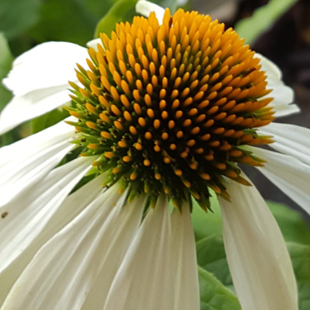 Sonnenhut, weiß - Echinacea purpurea 'Alba' - Kräuterei - Bioland-Gärtnerei