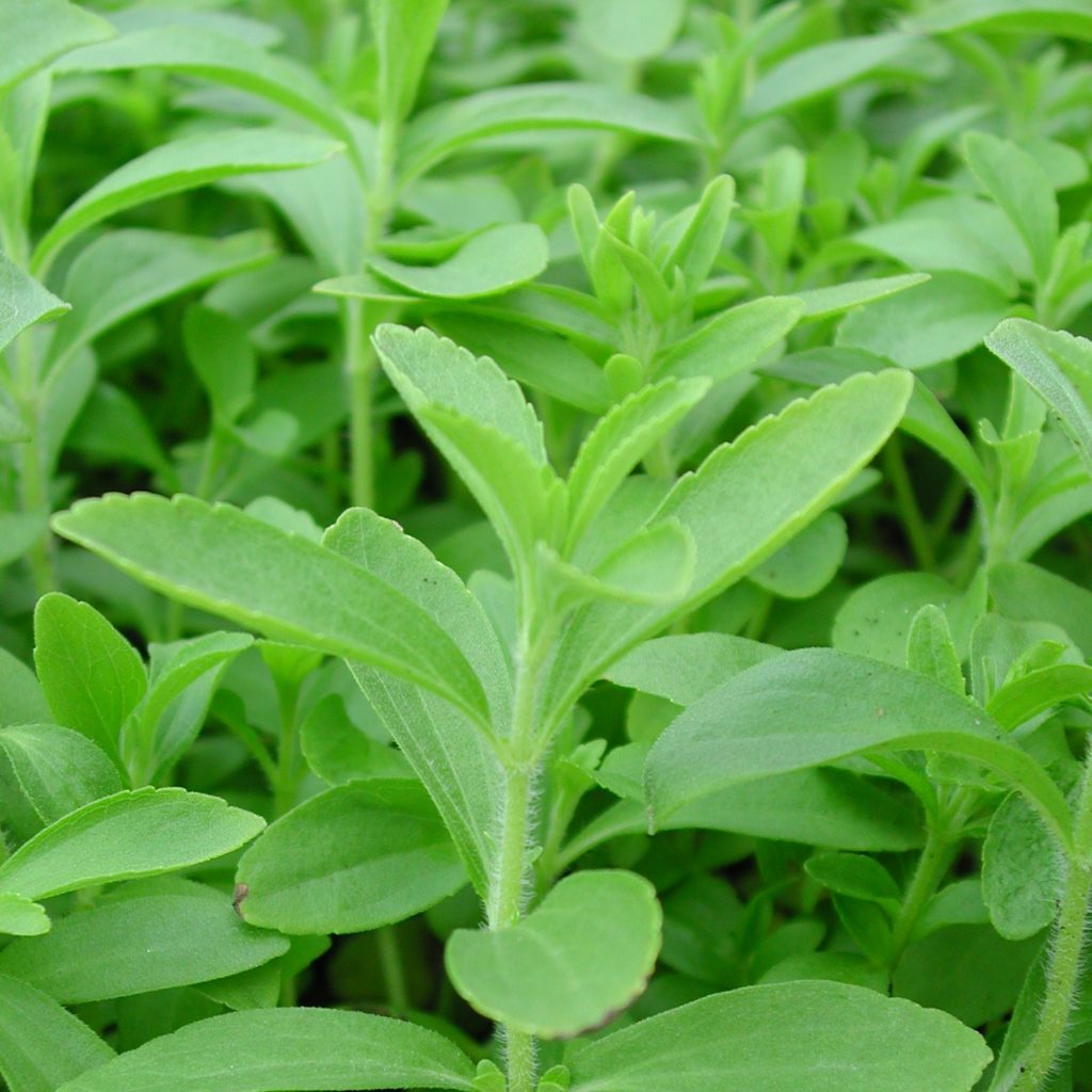 Stevia, Süßblatt Stevia rebaudiana Kräuterei BiolandGärtnerei