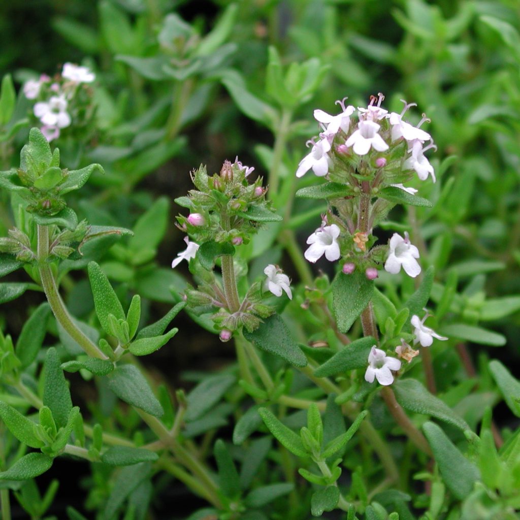 Thymian, Busch Thymus vulgaris Kräuterei Bioland