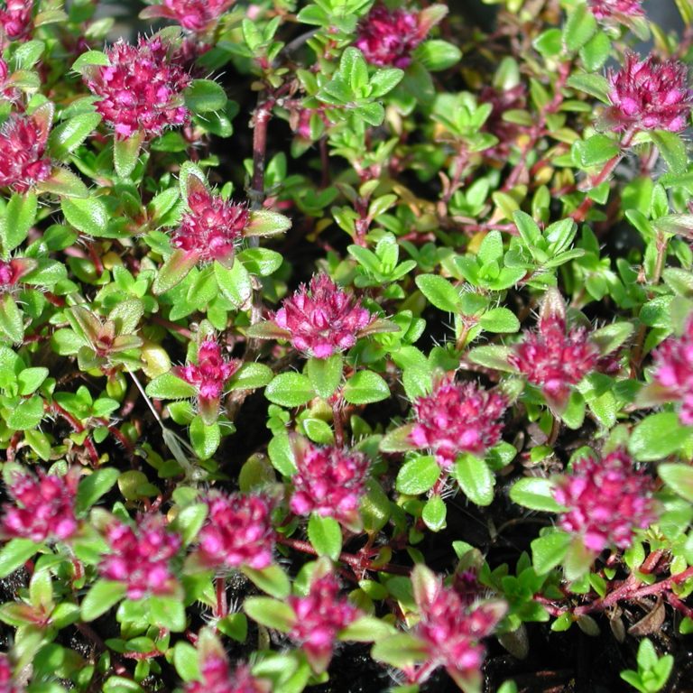 TeppichThymian Thymus serpyllum 'Coccineus' Kräuterei Bioland