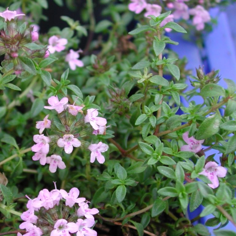 Thymian Thymus vulgaris Kräuterei BiolandGärtnerei