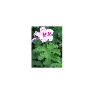 Duftpelargonie 'Copthorne' - Pelargonium 'Copthorne'