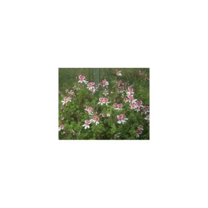 Duftpelargonie 'Lady Mary'- Pelargonium 'Lady Mary'