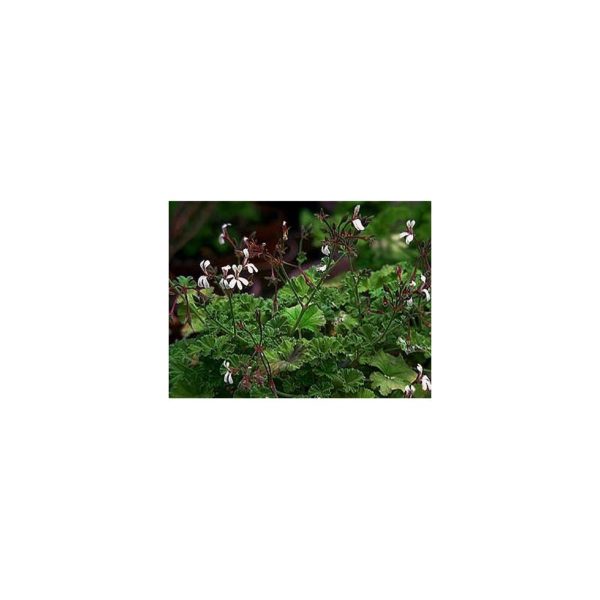 Muskatduftpelargonie - Pelargonium fragrans