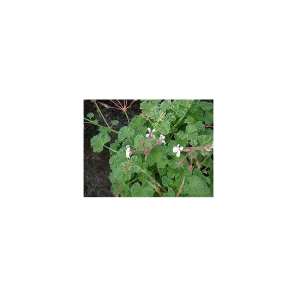 Gewürzduftpelargonie - Pelargonium fragrans 'Old Spice'