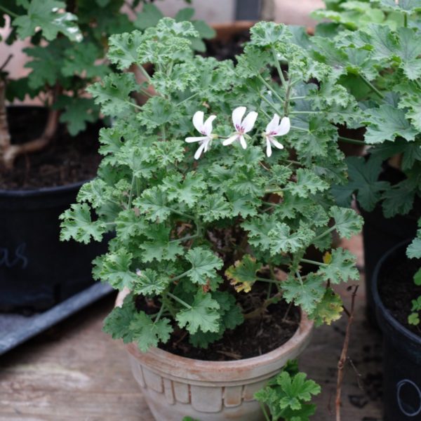 Zitronenduftpelargonie -Pelargonium 'Abundance'