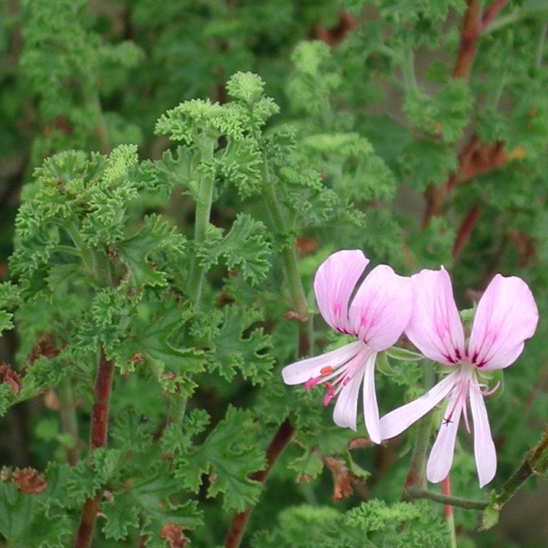 Zitronenduftpelargonie 