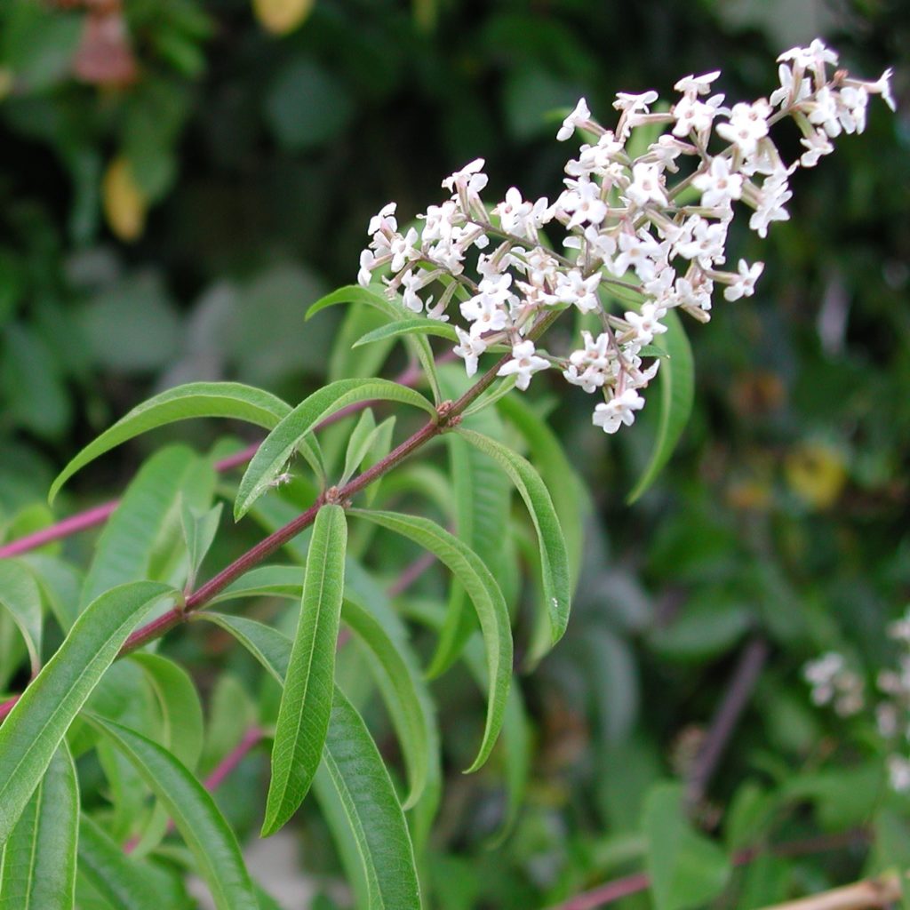 Zitronenverbene Aloysia Citriodora Syn Lippia Triphylla 