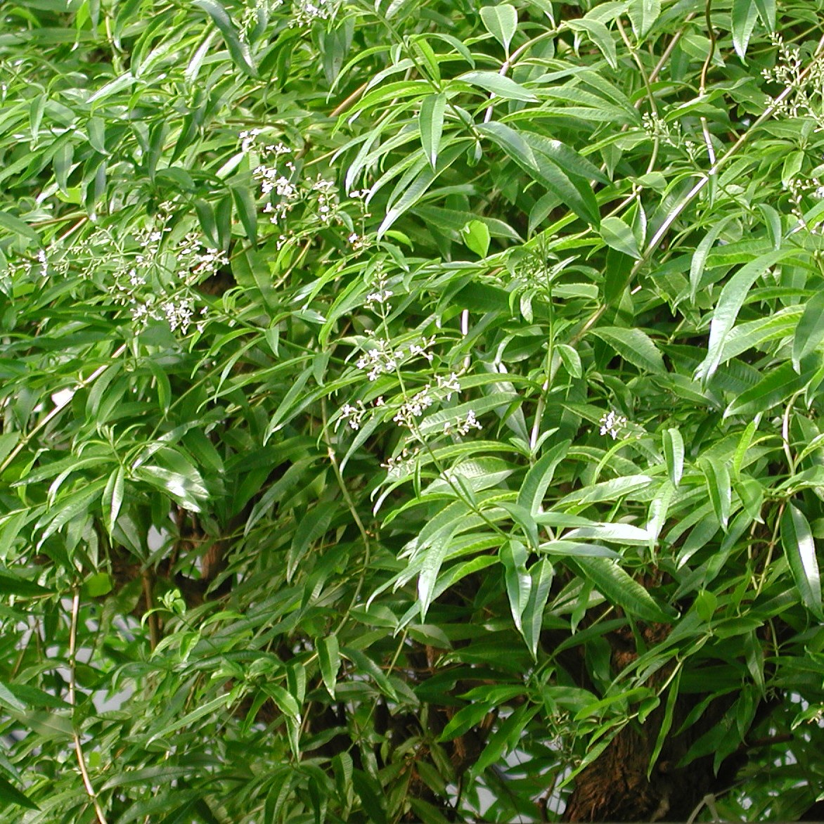 Zitronenverbene Aloysia Citriodora Syn Lippia Triphylla 