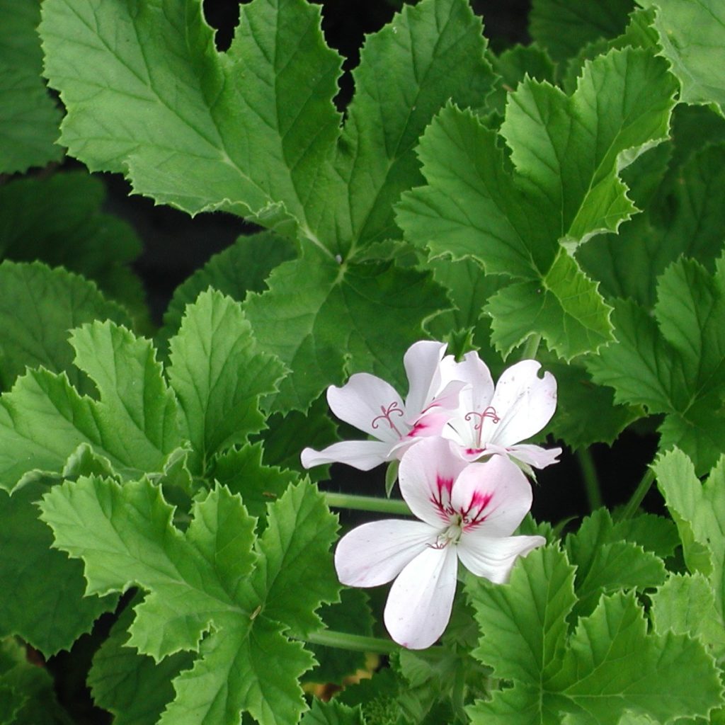 Duftpelargonie 'White Unique' - Pelargonium 'White Unique' - Kräuterei ...