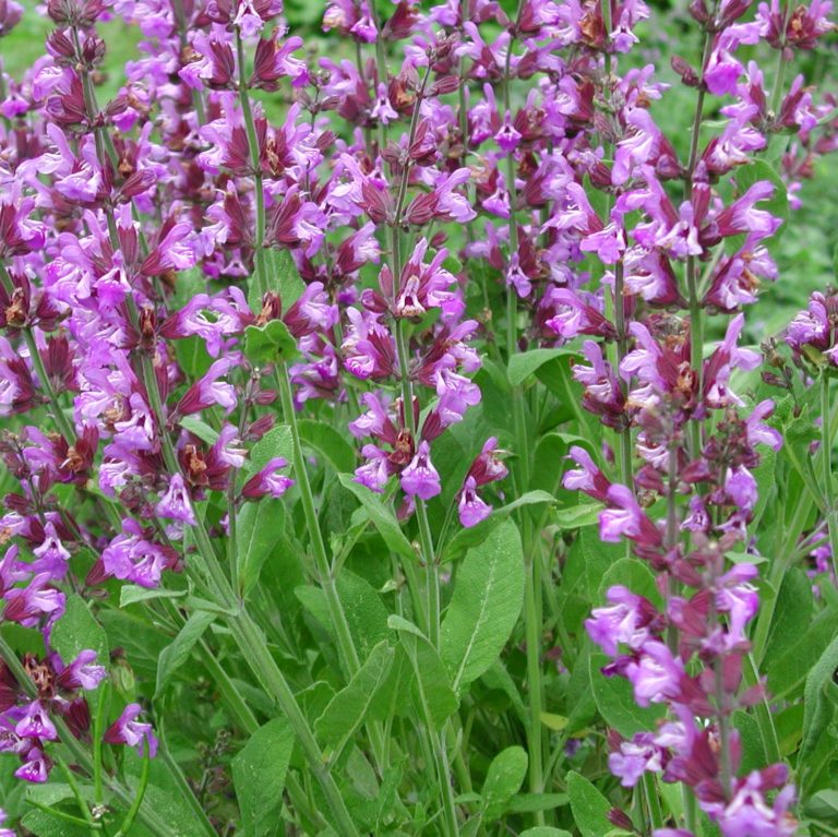 Salbei Salvia officinalis Kräuterei BiolandGärtnerei